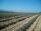 lavanda purtroppo non in fiore... lavanda purtroppo non in fiore...
