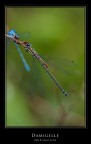 Damigelle Damigelle