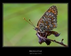 Moelitae Moelitae