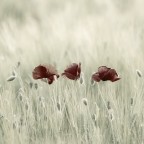 Tre papaveri Tre papaveri