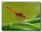 Libellula Rossa Libellula Rossa