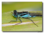 Libellulina Libellulina