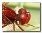 Libellula Rossa 3 Libellula Rossa 3