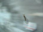 questo insetto si  fatto dare un passaggio poggiato sul vetro del pullman