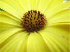 Yellow Daisy Yellow Daisy