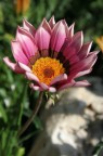 Fiore Fiore