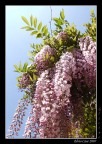 Glicine in fiore