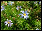 Flowers Flowers