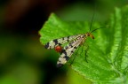 mosca scorpione mosca scorpione