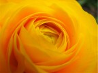 Yellow Yellow