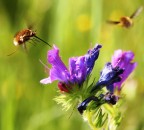 angeli in volo angeli in volo