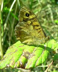farfallina2