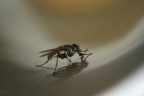 mosca nella tazza mosca nella tazza