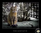 Incantato Incantato