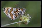 Melitaea cinxia Melitaea cinxia