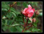 bocciolo rosa bocciolo rosa