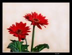 gerbera gerbera