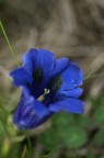 genziana2