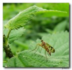 strano insetto strano insetto