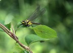 libellula