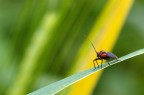 Salve amici! Per oggi propongo questa immagine scattata un paio d'ore fa. 1/180 sec. f/8, a mano libera, sempre con il mio Cosina 100 macro. Dimenticavo...800 ISO...lo precisavo per il visibile rumore digitale. A presto!