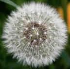 esprimi un desiderio e soffia... esprimi un desiderio e soffia...