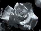 Rosa in b/n Rosa in b/n