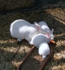 l'ora di pranzo... l'ora di pranzo...