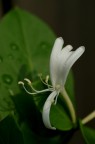 semplicemente fiore