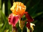 Iris Iris