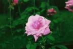 la rosa
