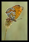 Melitaea cinxia al sole Melitaea cinxia al sole