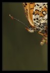 Melitaea cinxia Melitaea cinxia