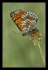 Melitaea cinxia all'alba. Melitaea cinxia all'alba.