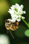 Aggrappata ad un Fiore