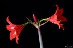 Lilium rosso Lilium rosso