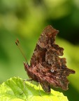 Polygonia C-album Polygonia C-album