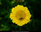 La fotografia  stata scattata con una macchina fotografica digitale. In un secondo momento  stata ritoccata a computer aumentando il contrasto, regolando la colorazione e riducendo il rumore dallo sfondo.

Soggetto: Mosca su fiore giallo - Parco degli Acquedotti - Roma

Tecnologia: Nikon Coolpix L5, Adobe Photoshop e ABSoft Neat Image