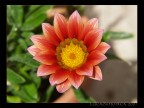 Flower Flower