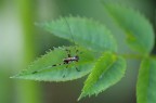 Foto fatta con Pentax DA 50-200 + lente da 4 diottrie. Immagine piena di difetti (ma dovevo sperimentare) con un soggetto fantastico che meritava altra lente, e forse altro fotografo. Piccolissimo, scovato su cespuglio selvatico di rose canine. Qualcuno sa dirmi come si chiama? Grazie!