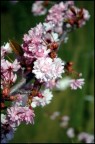 Primavera... Primavera...