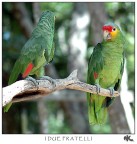 I Due Fratelli I Due Fratelli