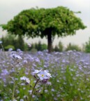 Primavera