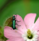 verde smeraldo 2.
