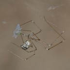 nessuna speranza di salvezza! nessuna speranza di salvezza!