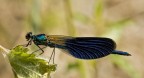 Libellula