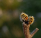 La processionaria La processionaria