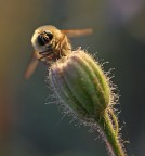 Tranquillità Tranquillità