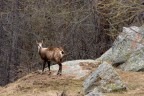 Trekking Foto-Naturalistico al Parco Nazionale del Gran Paradiso