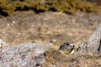 Trekking Foto-Naturalistico al Parco Nazionale del Gran Paradiso